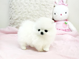 Pomeranian dog price in Delhi . Teacup Pomeranian Puppy in Delhi . cool colors and combinations!